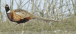 male ring-necked pheasant