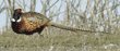 male ring-necked pheasant