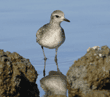black-bellied plover standing in water