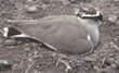 crowned plover on nest