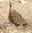 black-faced sandgrouse, male