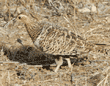 black-faced sandgrouse, female
