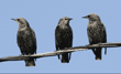 three European starlings perched on an overhead wire