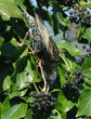upside-down European starling eating English ivy berries
