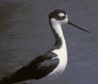 black-necked stilt