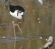 black-necked stilt with muddy foot
