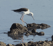 black-winged stilt Tanzania (East Africa)