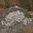 barn swallow in nest