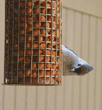 tufted titmouse