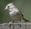 oak titmouse/plain titmouse