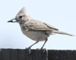 titmouse with sunflower seed