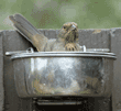 California towhee (brown towhee) in birdseed bowl