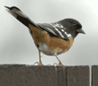 spotted towhee, male (rufous-sided towhee)