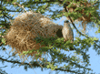 Donaldson-Smith's sparrow-weaver and nest