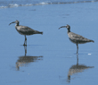 whimbrels