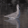 willet
