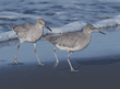 willets