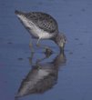 greater yellowlegs