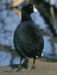 American coot