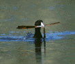 American coot 