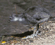 American coot chick