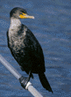 double-crested cormorant