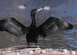 double-crested cormorant