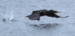 double-crested cormorant