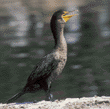 double-crested cormorant