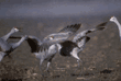 sandhill cranes