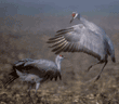 sandhill cranes