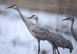 sandhill cranes