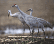 sandhill cranes