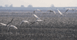 sandhill cranes