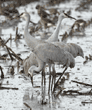 sandhill cranes