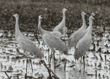 group of sandhill cranes standing in water
