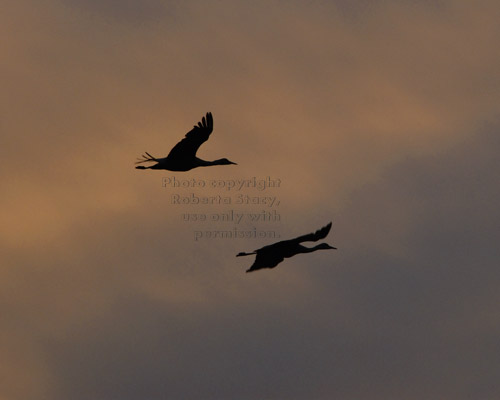 flying sandhill cranes at sunset