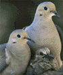 mourning doves & chick