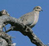 mourning dove