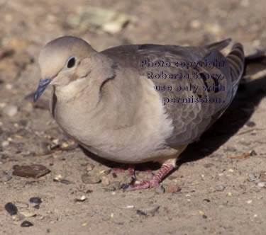 mourning dove