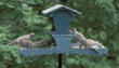 mourning doves