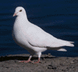 rock dove (pigeon)