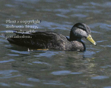 American black duck