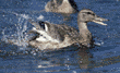 mallard