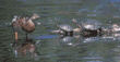 mallard & red-eared sliders