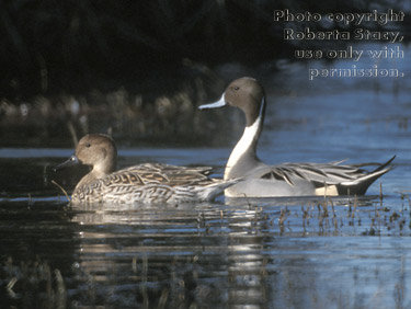 northern pintails