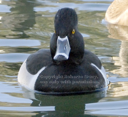 male ring-necked duck
