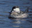 ruddy duck, male