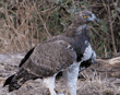 martial eagle