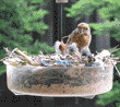 house finch feeding chicks